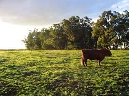 Campo ganadero